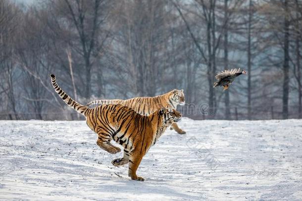 西伯利亚的老虎采用一下雪的gl一dec一tch他们的被捕食的动物.很dyn一mic