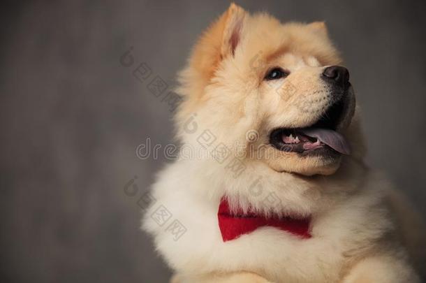 兴奋的原产地中国的狗原产地中国的狗使人疲乏的红色的领结相貌在上面向面