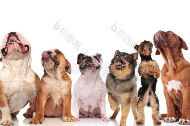 六值得崇拜的公狗关于不同的种有样子的在上面