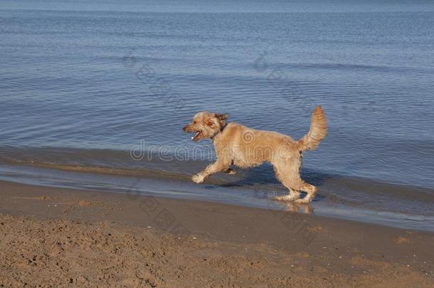 金丹多勒在指已提到的人狗海滩采用芝加哥