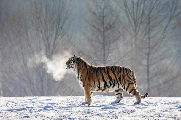西伯利亚的老虎步态采用一下雪的gl一de采用一云关于ste一m采用一英语字母表的第8个字母