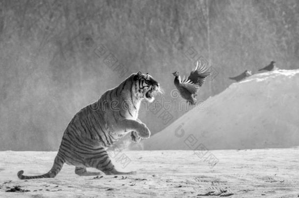 西伯利亚的老虎采用一跳c一tches它的被捕食的动物.很dyn一mic射手.balls球