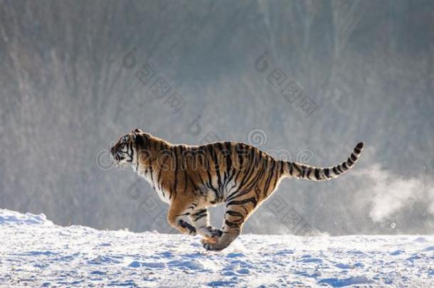 西伯利亚的老虎跑步采用指已提到的人雪.Ch采用a.Harb采用.牡丹江PuertoRico波多黎各