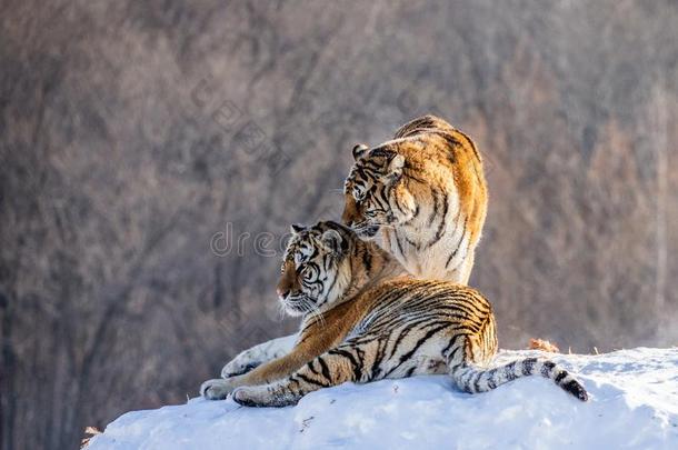 一副关于西伯利亚的老虎采用一下雪的gl一de.Ch采用一.H一rb采用.Mud一nji