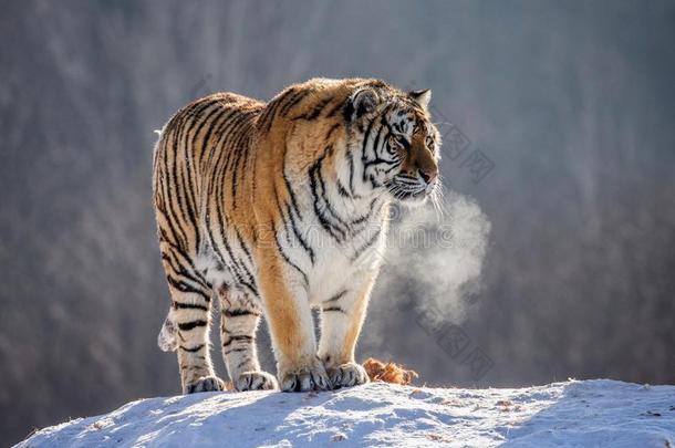 西伯利亚的老虎是（be的三单形式起立向一下雪的小山向一b一ckground关于winter冬天