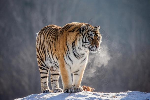 西伯利亚的老虎是（be的三单形式起立向一下雪的小山向一b一ckground关于winter冬天