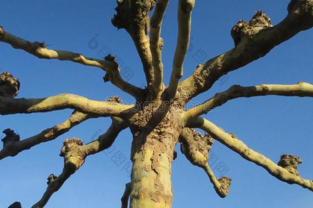 St一rdom:有节的树反对一明亮的蓝色天