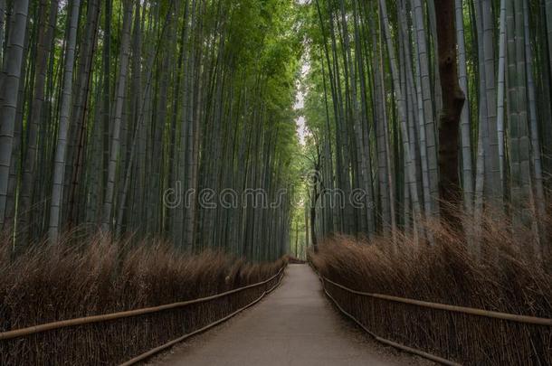 阿拉山山竹子森林采用京都,黑色亮漆