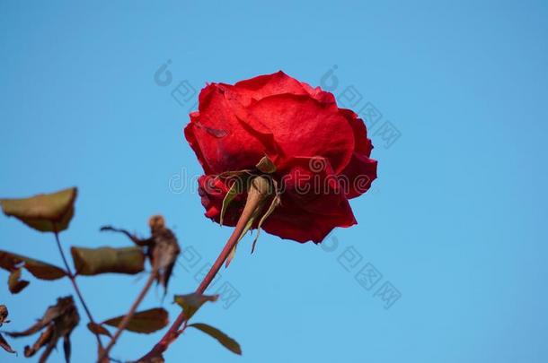 美丽的红色的玫瑰花花瓣装饰的