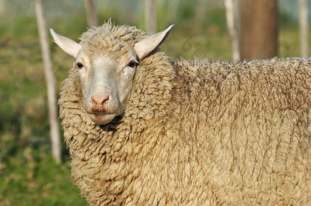 年幼的美利奴羊羊和长的羊毛