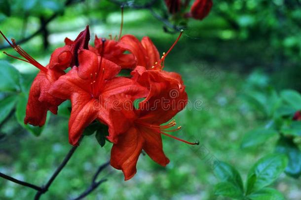 红色的杜鹃花花,软的绿色的模糊的树叶背景