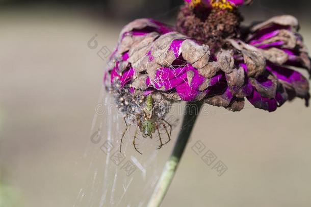 绿色的猞猁蜘蛛或紫花<strong>苜蓿</strong>草绿色链球菌和蜘蛛