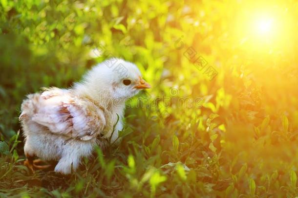 黄色的新生的小鸡向绿色的草在春季早晨,复制品土壤-植物-大气连续体