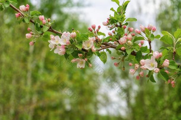 树枝关于开花野生的苹果树反对春季森林