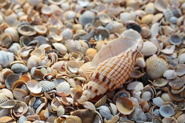 num.一大大地海中软体动物的壳谎言向顶关于许多小的圆形的海中软体动物的壳s
