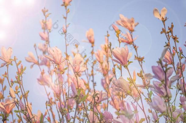 美丽的花关于粉红色的木兰细枝向阳光反对指已提到的人