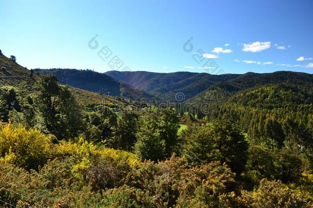 美丽的小山风景,亚热带的森林,新的西兰岛