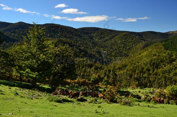 美丽的小山风景,草地,<strong>亚热带</strong>的森林,新的热情