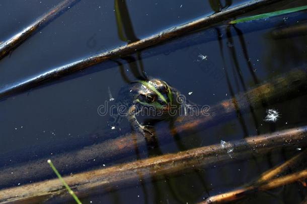 绿色的青蛙游泳采用水,黑暗的水和芦苇采用它后面