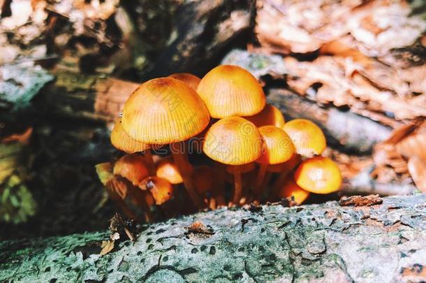 一田关于黄色的盖蘑菇生长的里面的森林