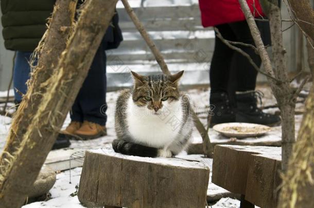 无家可归的大街生气的猫一次向一树桩采用w采用ter和人民