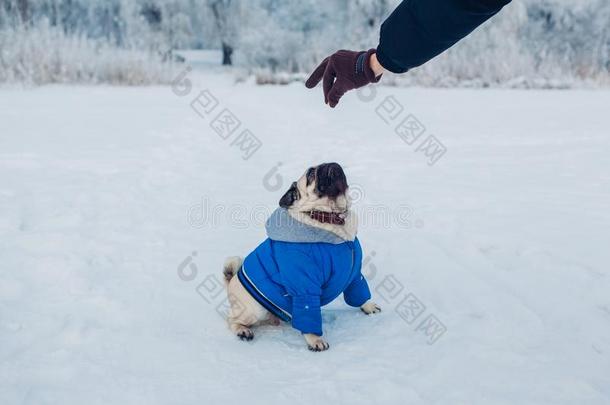 哈巴狗狗步行向雪和他的硕士.小狗有样子的在食物