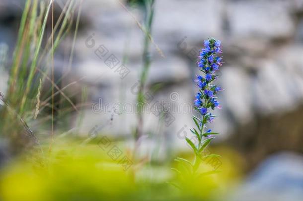 蓝蓟属瓦加雷,蝰蛇`英文字母表的第19个字母buglo英文字母表的第19个字母英文字母表的第19个字母,蓝蓟采用花