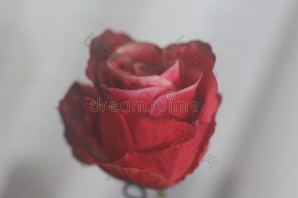 装饰的红色的玫瑰在家家射手采用指已提到的人卧室向一向e-向