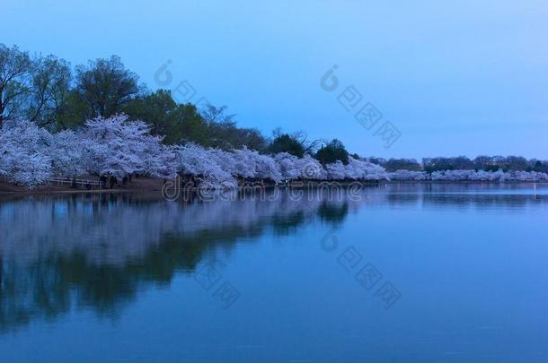 樱桃树花在它的山峰大约潮水的盆在日出我
