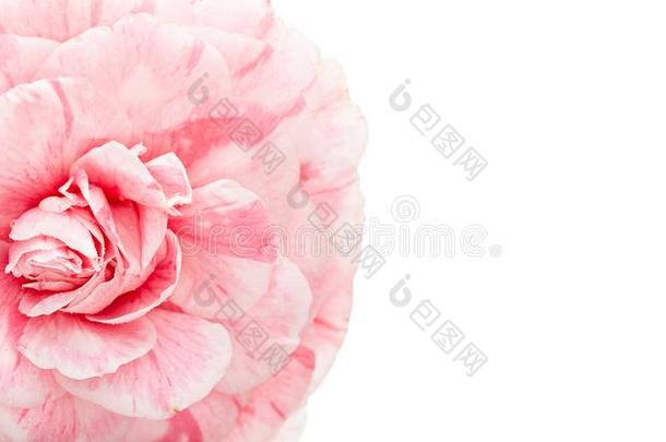 粉红色的山茶花隔离的向白色的背景