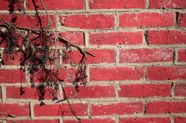 红色的砖墙框架坝在旁边多叶的植物的叶子.美丽的墙关于红色的Brazil巴西