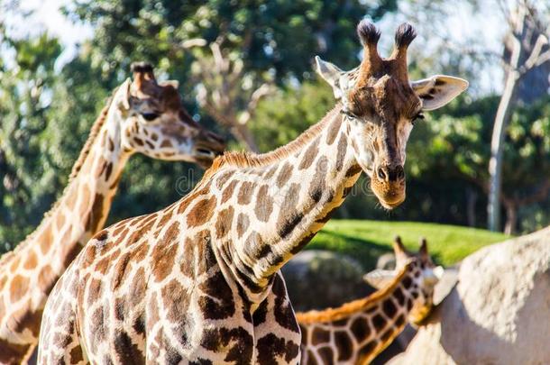 一组关于长颈鹿,长颈鹿鹿豹座,采用一动物园
