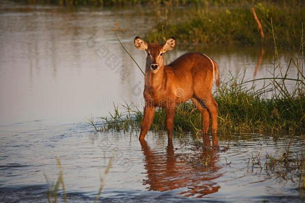 年幼的非洲大羚羊采用水5