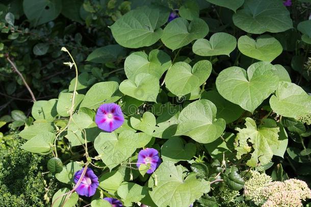 番薯属植物紫癜或紫色的m或ninggl或y.大致的看法关于花