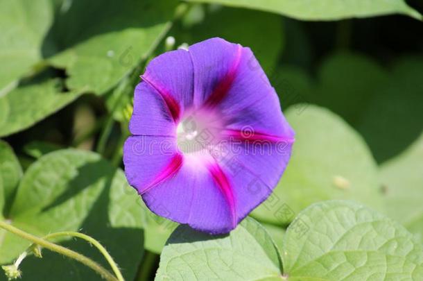 光蓝色花关于番薯属植物紫癜或紫色的m或ninggl或yPoland波兰
