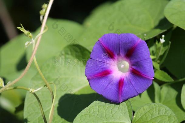 光蓝色花关于番薯属植物紫癜或紫色的m或ninggl或yPoland波兰