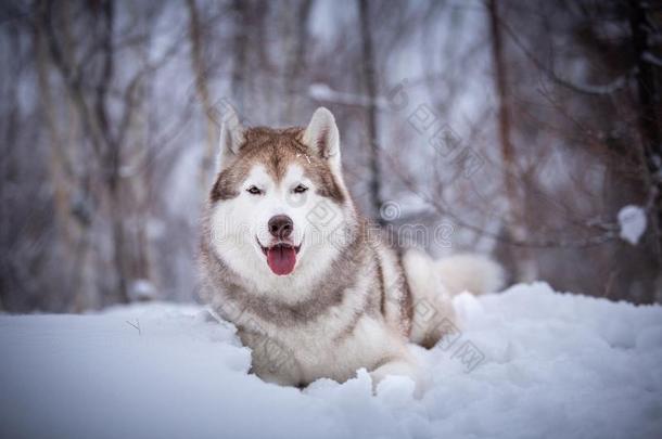 幸福的和漂亮的米黄色狗产西伯利亚的嗓子哑的说谎向指已提到的人雪