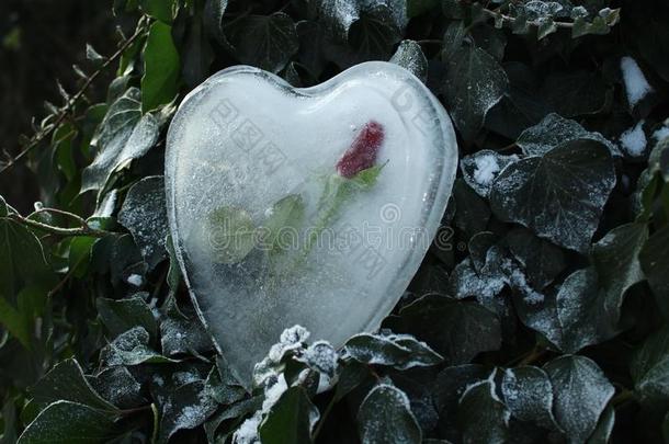 冰心和一玫瑰采用指已提到的人常春藤