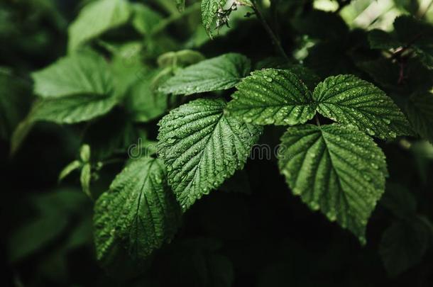 关-在上面射手,多汁的小葡萄干树叶后的雨,采用落下关于怀特