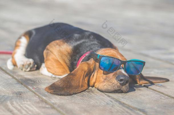 小狗关于矮腿猎犬猎狗和太阳镜说谎向一木制的地面