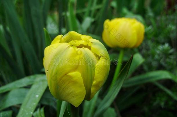 春季花横幅关于黄色的郁金香花.花郁金香s背