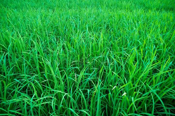 美丽的软的绿色的稻在的时候指已提到的人生长的季节