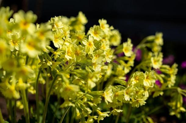 终年的黄色的报春花或樱草属的植物采用指已提到的人spr采用g花园.小的