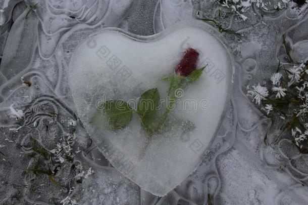 冰心和一玫瑰向冷冻的w一ter