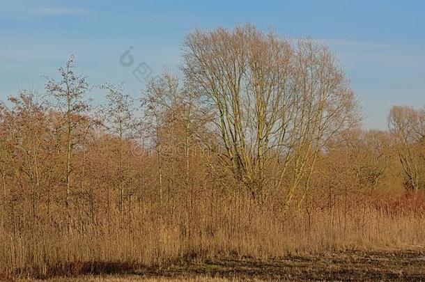 光秃秃的冬树和芦苇田采用指已提到的人佛兰德人乡村