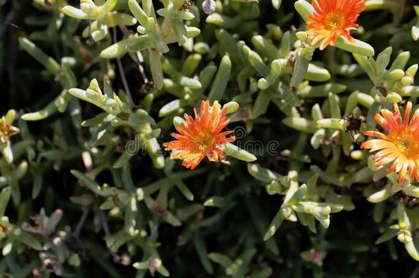 泥浆彩饰冰植物日中花属橙黄色