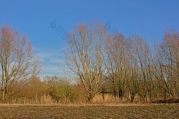贫瘠的田和光秃秃的冬树采用指已提到的人佛兰德人乡村