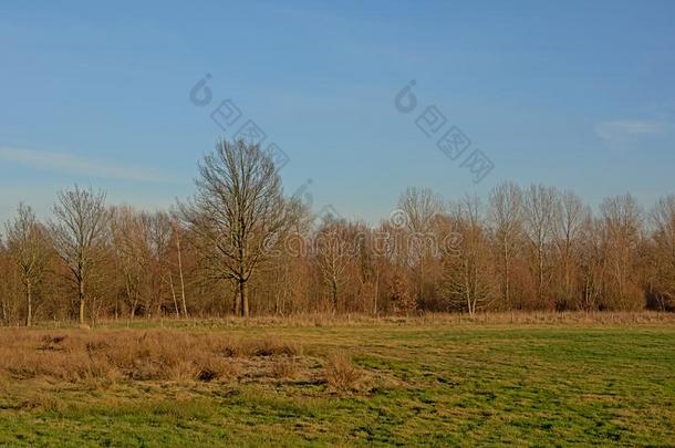 草地和光秃秃的冬树采用指已提到的人佛兰德人乡村