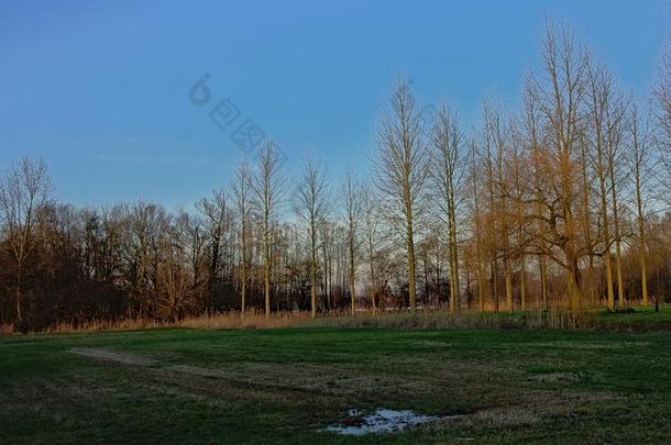 湿的草地和光秃秃的冬树和芦苇采用指已提到的人佛兰德人伯爵