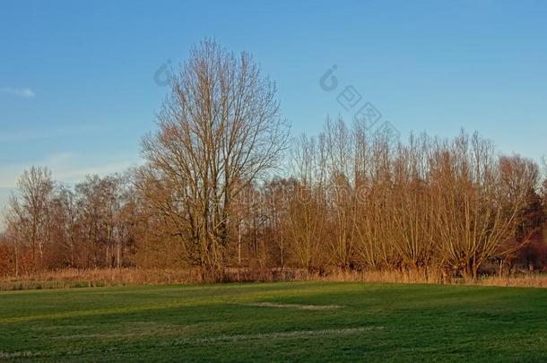 草地和光秃秃的冬树采用指已提到的人佛兰德人乡村